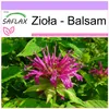SAFLAX - Zioła - Balsam - 20 Nasiona - Monarda didyma Podgląd zdjęcia produktu 10