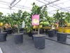 Grünwaren: echter Zitronenbaum 50 - 70 cm Zitrone Citrus Produktbild-Vorschau 4