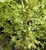 Leyland-Zypresse ´CASTLEWELLAN GOLD´ 70-80 cm, Cont. 2,5 l Produktbild-Vorschau 5