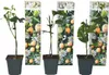 Passionsblume - 3 Stk - Passiflora edulis 'Frederick' - Produktbild-Vorschau 1