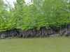 Stelzenmangrove (Rhizophora apiculata) - 1 Samen Produktbild-Vorschau 3