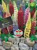 Lupine - Staudenlupine ''SPERLI''s Zauberkerzen'' Produktbild-Vorschau 1