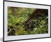 MuchoWow® MuchoWow® Gerahmtes Poster Tiger - Pflanzen - Produktbild-Vorschau 1