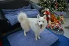 RAIKOU Hundedecke Katzendecken Waschbar und Flauschig, Produktbild-Vorschau 3