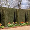 Plants by Frank | 6 Eiben Pflanzen | Taxus Baccata | Produktbild-Vorschau 2