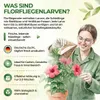 Power Florfliegenlarven gegen Blattläuse und Wollläuse – 2 Produktbild-Vorschau 5