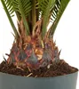 A close-up view of the base and lower trunk of a potted Cycas Revoluta plant. Produktbild-Vorschau