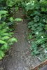 A garden path made of decorative stepping stones surrounded by lush greenery. Produktbild-Vorschau