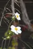 Anemone japonica 'Honorine Jobert', Herbst-Anemone, weiß, Produktbild-Vorschau 1