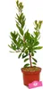 A potted plant on a white background. Náhled obrázku produktu
