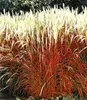 BALDUR Garten 2er Gräser-Kollektion winterhart, Pflanzen im Produktbild-Vorschau 3