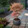 Érable du Japon - Set de 2 - Acer 'Ukigumo', Acer 'Taylor' Voir les images du produit 6