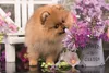 A small fluffy Pomeranian puppy is sniffing flowers next to a decorative pot and a white bench. Produktbild-Vorschau