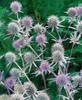 Eryngium planum, żwirek płaskolistny, stalowoniebieski, Podgląd zdjęcia produktu 10