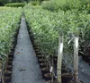 Rows of potted apple trees in a nursery or garden center. Produktbild-Vorschau
