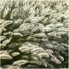 Plants by Frank | 6 Lampenputzergras Pflanzen | Pennisetum Produktbild-Vorschau 3