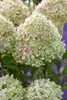 Hydrangea paniculata 'Little Lime', Rispenhortensie, Produktbild-Vorschau 7