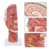 Medizinisches Kopfmodell, Anatomisches Kopfmodell, Produktbild-Vorschau 2