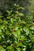 Ilex verticillata, Winterbeere, 60–80 cm, leuchtend rote Produktbild-Vorschau 7