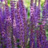 Salvia nemorosa 'Ostfriesland' – 9cm květináč – sada 12 Náhled obrázku produktu 5