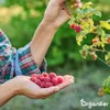 Wióry rogowe 1-6 mm Nawóz azotowy organiczny (5 kg na 50 Podgląd zdjęcia produktu 6