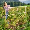 BERRY BUDDY Beerenrankhilfe Erweiterung | Rankhilfen von Produktbild-Vorschau 13