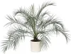 Zwergdattelpalme - Phoenix roebelenii - Höhe 80-90cm - Produktbild-Vorschau 6