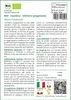 SAFLAX  -- Cipollina - Ishikura giapponese - 150 semi - Anteprima dell’immagine prodotto 3