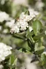 Aronia prunifolia 'Nero', Apfelbeere, schwarz, 40–60 cm Produktbild-Vorschau 1