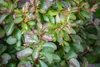 A close-up view of the leaves and branches of a plant. Produktbild-Vorschau