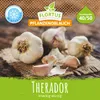 Artikelbild 2 von 'Winterpflanzknoblauch Therador' aus der Kategorie Pflanzknoblauch Produktbild-Vorschau