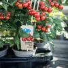 Pomidor koktajlowy - roslina o wielu owocach - na balkon i Podgląd zdjęcia produktu 3