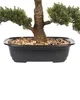 BELIANI Umělá rostlina v květináči bonsai zelená a černá Náhled obrázku produktu 5