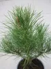 Strandkiefer - Pinus pinaster - 30-40cm Produktbild-Vorschau 2