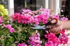 BLACK+DECKER Blumenschere Multifunktionale Gartenschere Produktbild-Vorschau 10