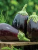 Aubergine Samen Schwarze Schönheit Lila Birne Der Liebe 1G Produktbild-Vorschau 10