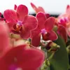 Kolibri Orchideen | Combi Deal von 2 roten Phalaenopsis Produktbild-Vorschau 5