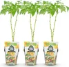 GreenboutiQ - Obstpflanzen - Himbeere - Rubus idaeus Produktbild-Vorschau 1