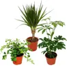 Set de 3 plantes d'intérieur - type 2 - 9cm Voir les images du produit 2