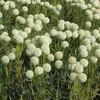 6 x Santolina  - Santolina chamaecyparissus 'Edward Bowles' Anteprima dell’immagine prodotto 2
