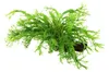 Aquarium Pflanze Microsorum pteropus 'Windeløv' auf Wurzel Produktbild-Vorschau 2