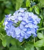 BALDUR Garten Zierstrauch Plumbago, 2 Pflanzen, Bleiwurz, Produktbild-Vorschau 2