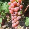 Vinná réva Vanessa 2L Náhled obrázku produktu 1