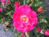 10x Bodendecker winterhart Bodendeckerrose Noatraum Produktbild-Vorschau 4