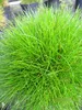 Festuca gautieri Teddybär - Bärenfellgras Teddybär Produktbild-Vorschau 2