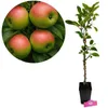 Malus domestica 'Emerald Flame' Säulenapfelbaum, 1,5 Liter Produktbild-Vorschau 1