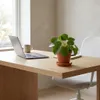 Pilea Peperomioides, Ufopflanze, Zimmerpflanze, 15-20 cm, Produktbild-Vorschau 3