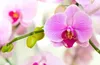 Orchideendünger 0,35 L AGRECOL Produktbild-Vorschau 1