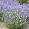 6 x levanduľa  - Lavandula angustifolia 'Munstead'  | Náhľad obrázku produktu 2