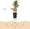 GreenboutiQ - Kletterrose - Rosa Orange Climber - Blüte Produktbild-Vorschau 3